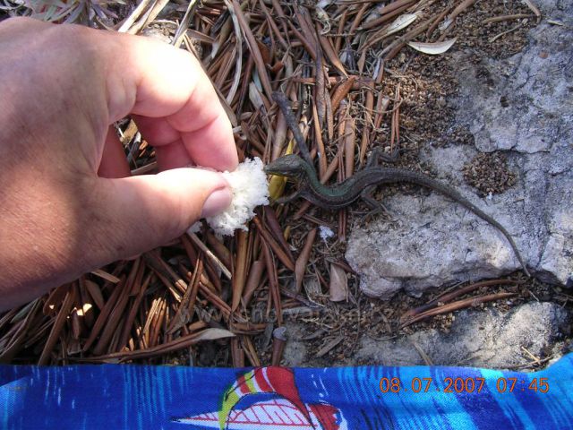 "Krmení" gekona na malém pustém ostrůvku