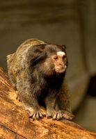 Výlet do ZOO Jihlava