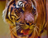 Výlet do ZOO Jihlava