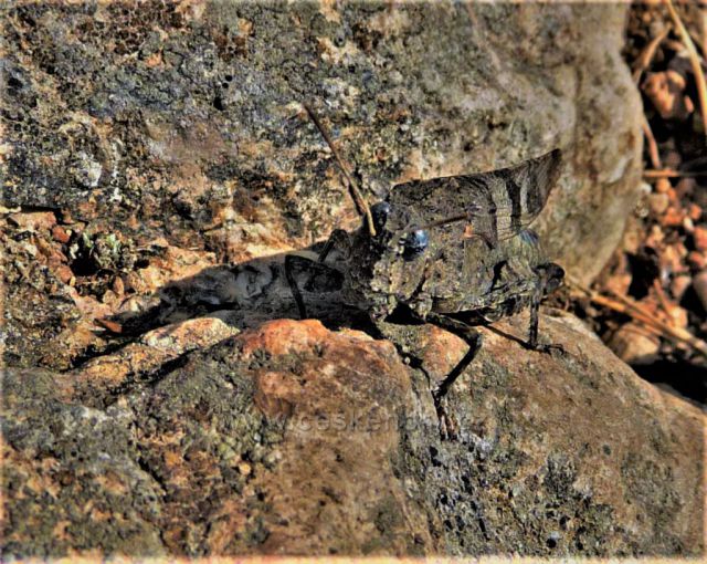 Mimikry ve znělci
na vrcholu Bořně