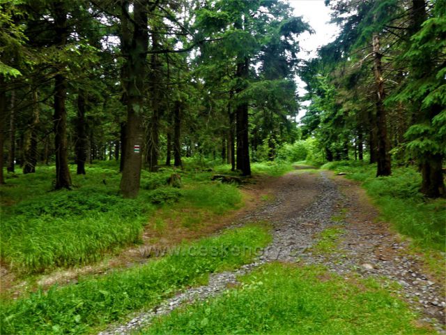 Pod vrcholem Suchého vrchu na trase červené a zelené TZ
