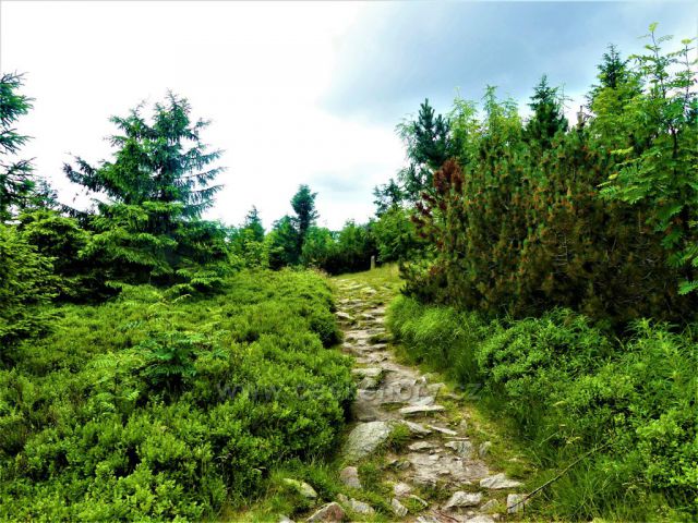 Suchý vrch - hřebenovka k Bradlu