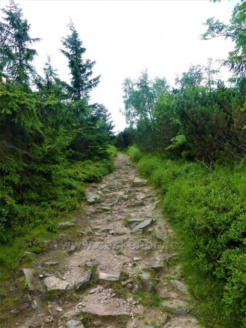 Suchý vrch - hřebenová stezka po červené TZ k Bradlu