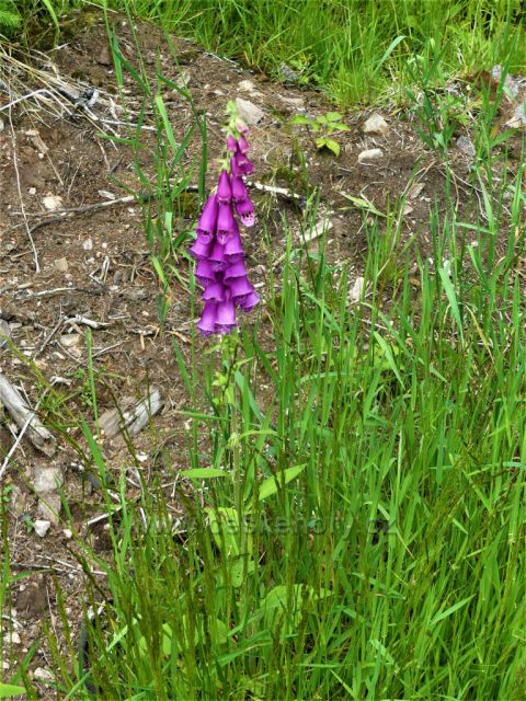 Suchý vrch - všudypřítomný náprstník