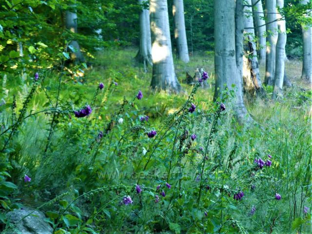 Bukový porost na úbočí Tišiny