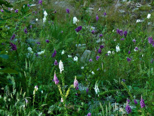 Porost náprstníku na úbočí Tišiny