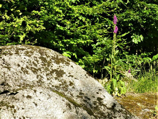 Podél silničky k Bartlovo boudě