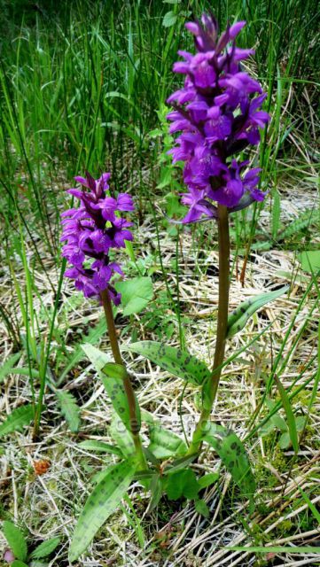 Těsně u sousedů v Krušných horách (Altenberg)