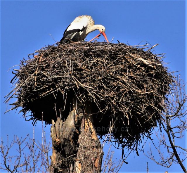 Podkrušnohorský Zoopark
(čáp v zamyšlení)