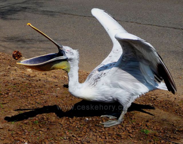 Podkrušnohorský Zoopark
(pelikán hraje sám se sebou košíkovou)