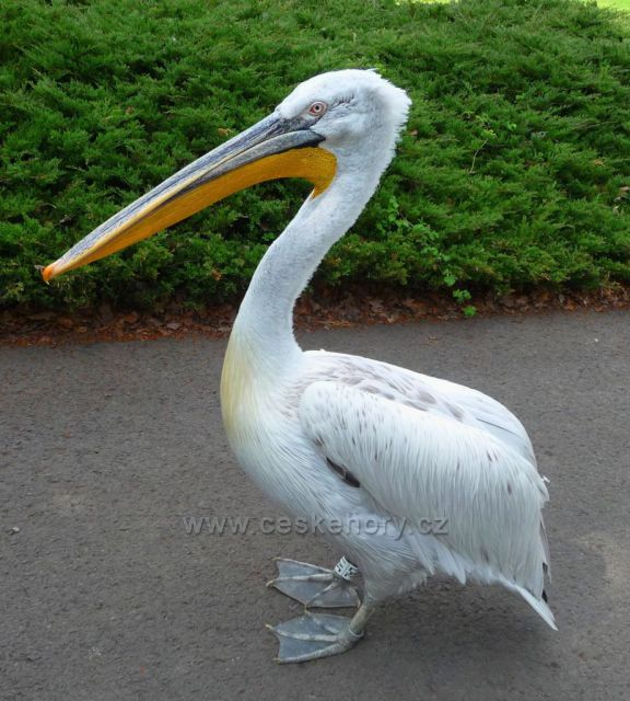 Podkrušnohorský Zoopark
(pelikán na procházce)
