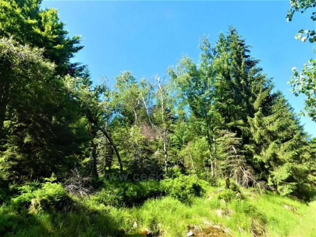 Lesní porost podél Štolpišské silnice