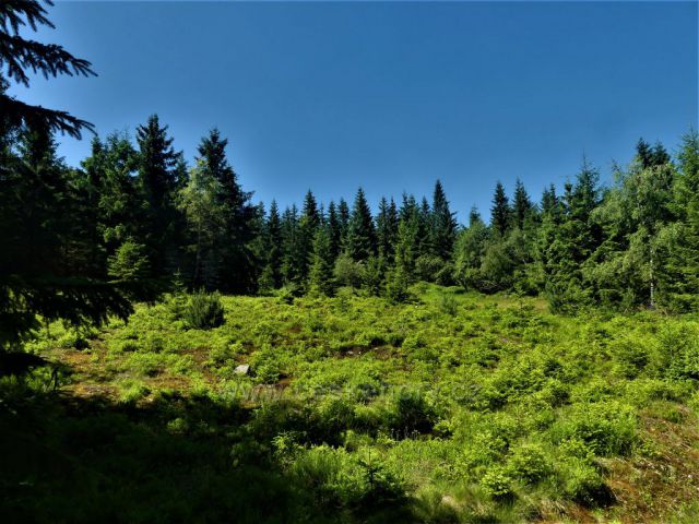 Lesní porost podél Štolpišské silnice
