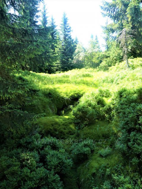 Mokřad nad Štolpišskou silnicí