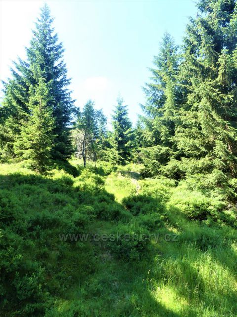 Lesní porost podél Štolpišské silnice