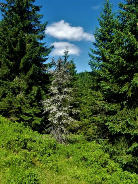 Lesní porost podél Štolpišské silnice