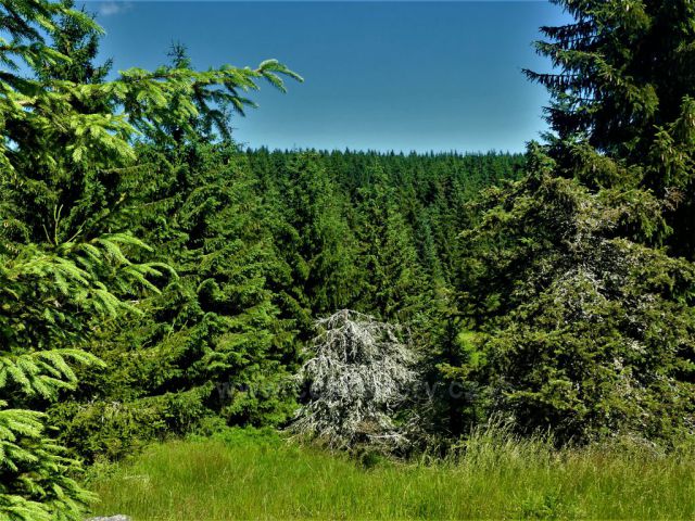 Lesní porost podél Štolpičské silnice