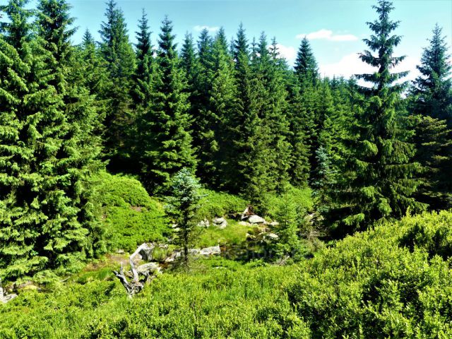 Břehy Bílé Smědé.