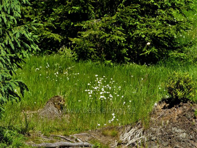 Suchopýr u Štolpišské silnice.