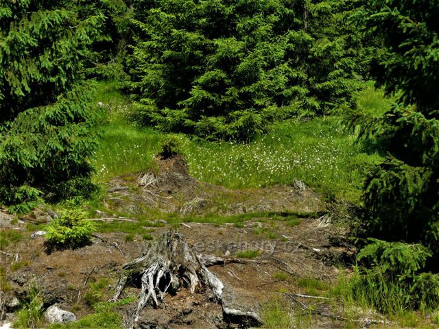 Suchopýr u Štolpišské silnice.