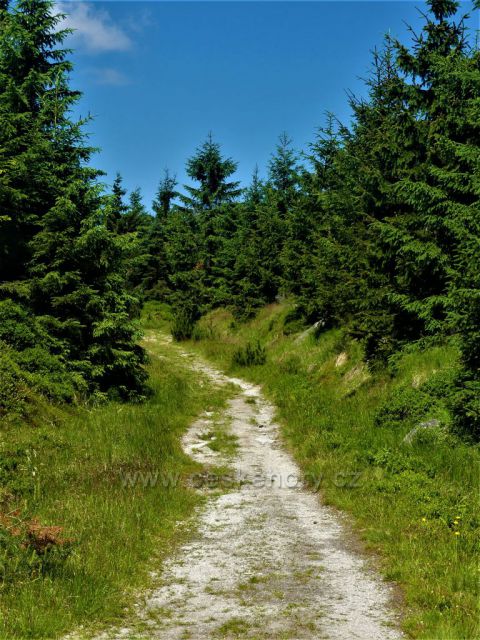 Stezka po žluté TZ z Paulovy paseky k Poledním kamenům.