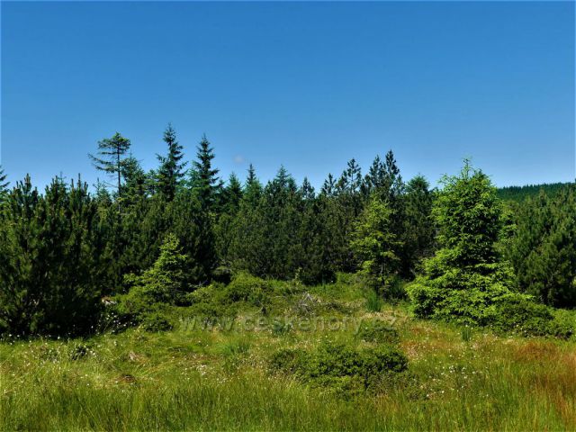 Vrchoviště na úpatí Jizery