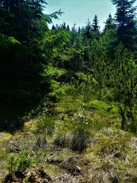 Vrchoviště na úpatí Jizery