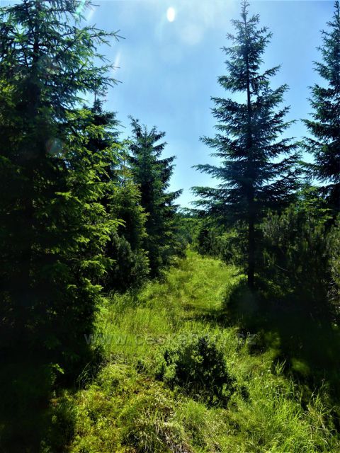 Vrchoviště Pod Jizerou