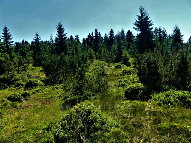 Vrchoviště pod Jizerou