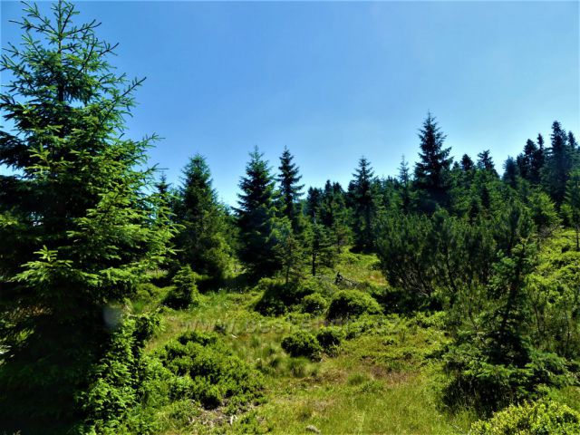 Vrchoviště pod Jizerou