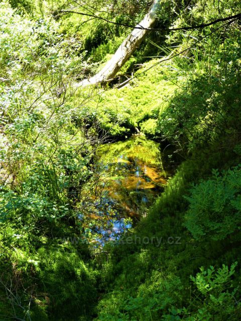 Vrchoviště pod Jizerou