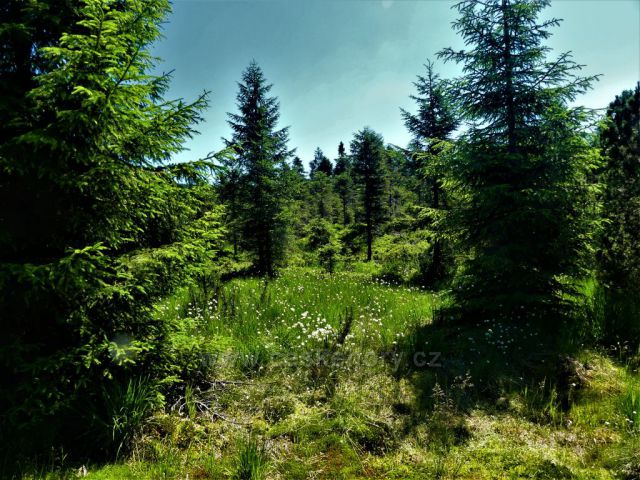 Vrchoviště pod Jizerou