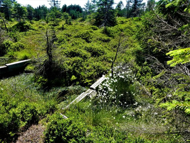 Bílá Smědava - hlavní zdrojnice