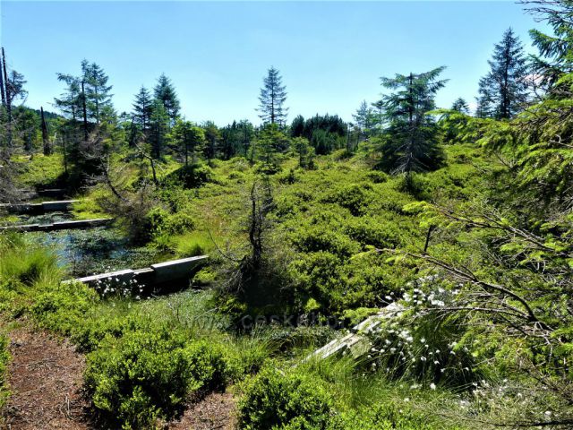 Bílá Smědava - hlavní zdrojnice