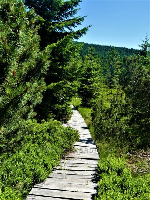 Chodník k rozhledové plošině v PR Klečové louky