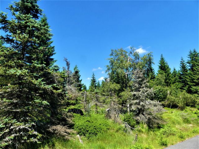 Lesní porost podél Kasárenské silnice