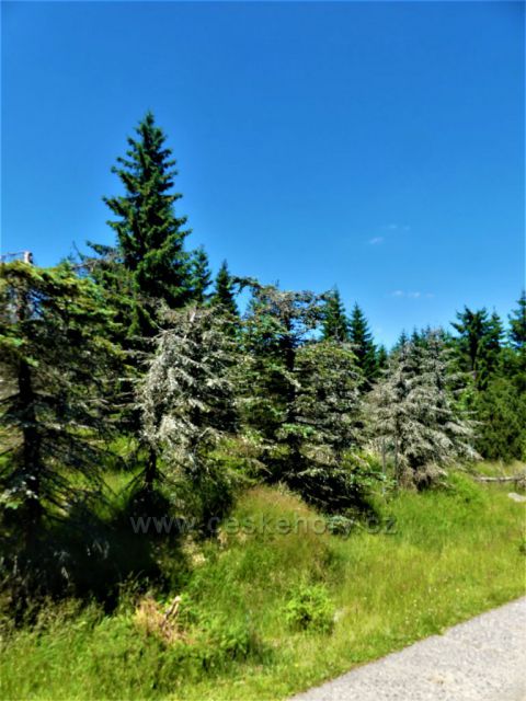 Lesní porost podél Kasárenské silnice.