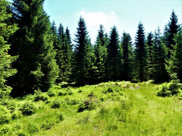 Lesní porost podél Kasárenské silnice