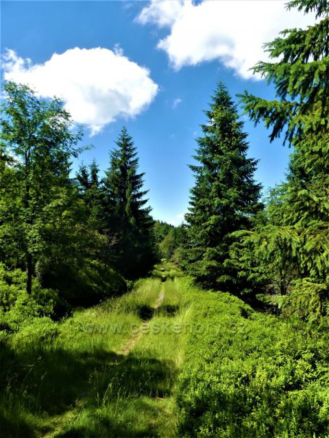 Kůrovcová cesta na Smědavu