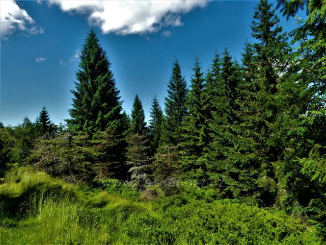 Lesní porost nad Kůrovcovou cestou.