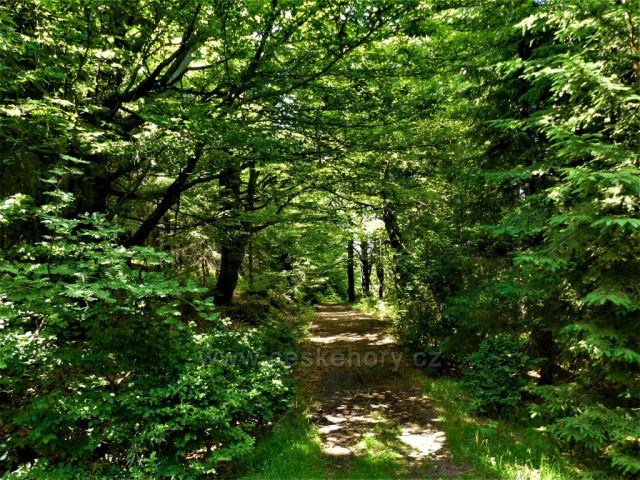 Kůrovcová cesta před Smědavou