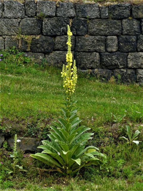 Bílý Potok - Divizna velkokvětá vedle turistického rozcestníku