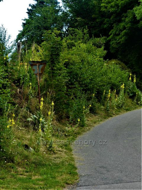 Bílý Potok - Divizna velkokvětá u silničky odbočující po modré TZ.