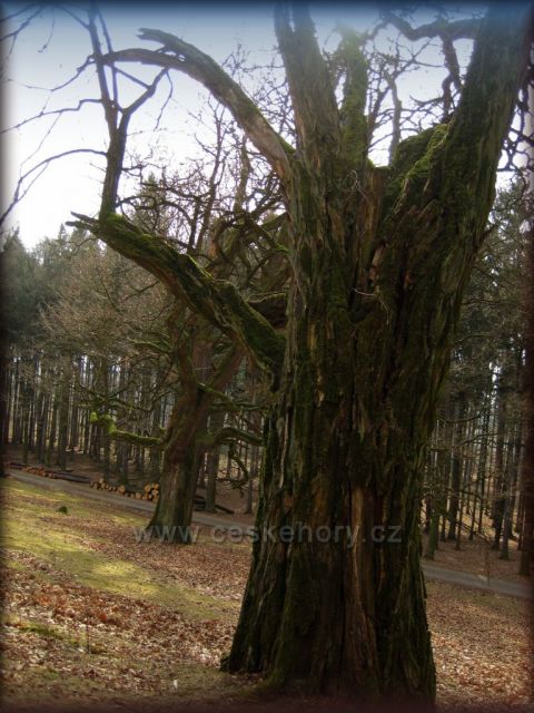 předjaří v oboře