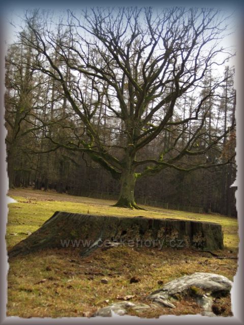 předjaří v oboře