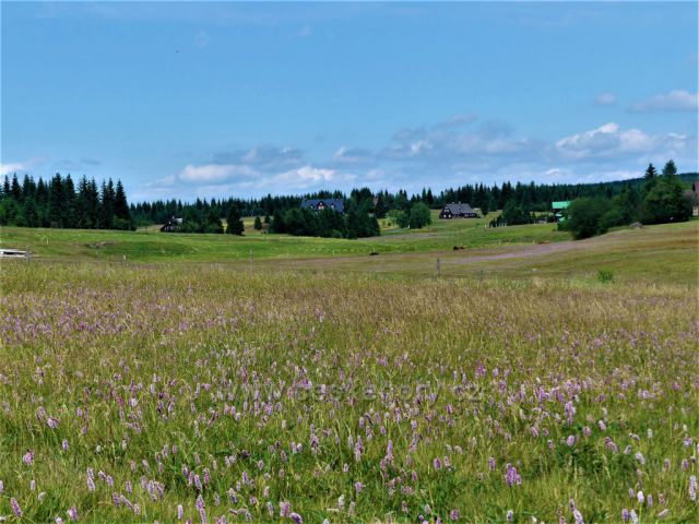 Jizerské hory - louky na Jizerce