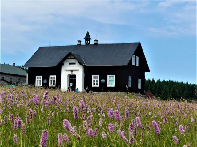 Jizerské hory - Jizerka, rdesno před Muzeem Jizerských hor.