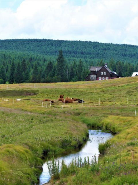 Jizerské hory - pastva na Jizerce.