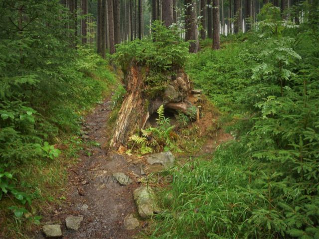 Cesta na Tisovský vrch