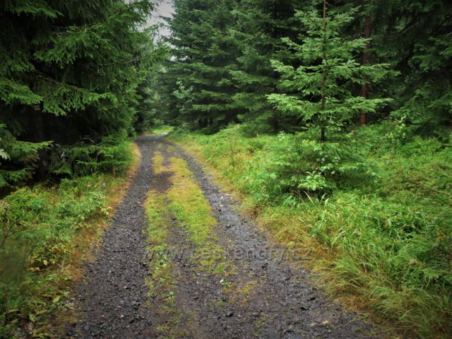 Cesta z rozhledny Pajndl na Tisovském vrchu